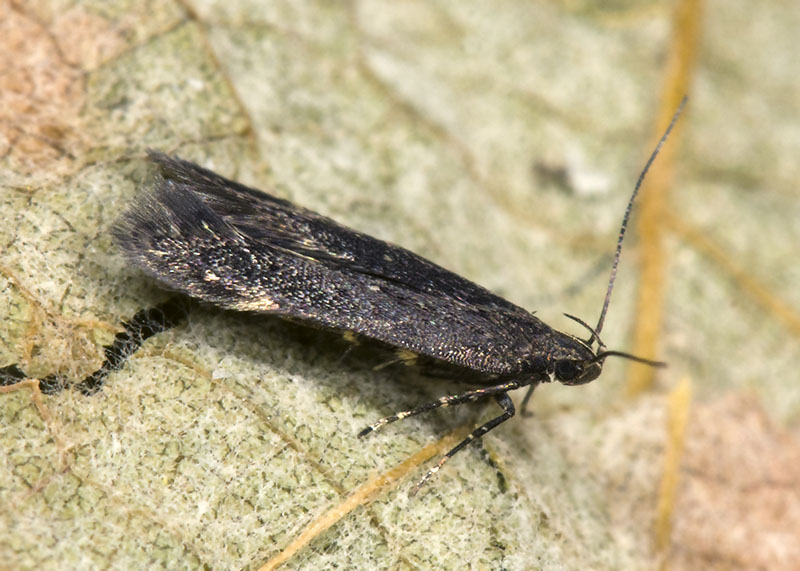 Gelechiidae: Aproerema anthyllidella